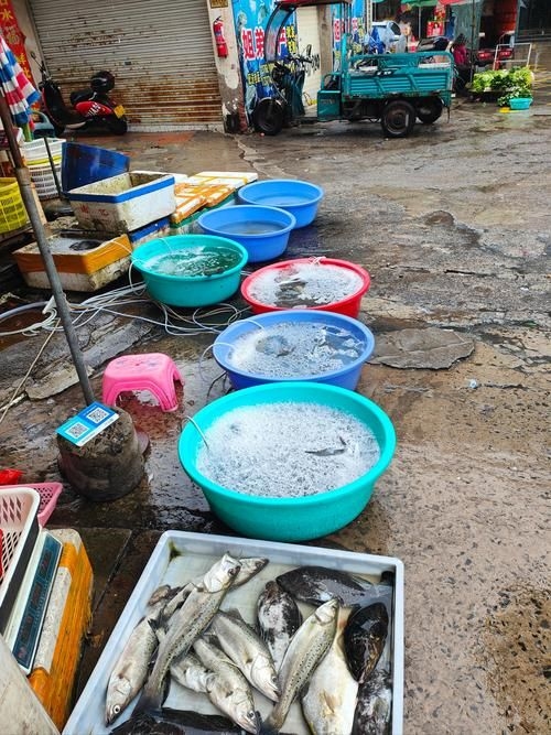 宜賓龍魚批發(fā)市場（宜賓龍魚批發(fā)市場分析）