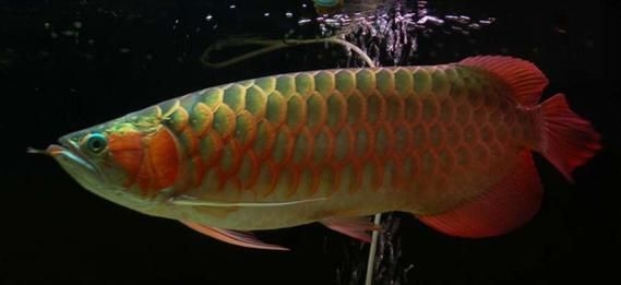 宜賓龍魚批發(fā)市場(宜賓龍魚批發(fā)市場分析) 行業(yè)新聞 第4張 宜賓龍魚批發(fā)市場(宜賓龍魚批發(fā)市場分析) 行業(yè)新聞 第4張