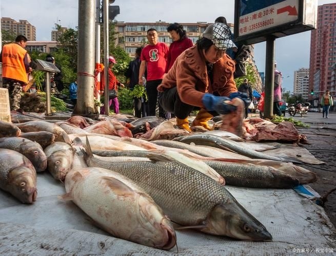 宜賓龍魚批發(fā)市場(宜賓龍魚批發(fā)市場分析) 行業(yè)新聞 第6張 宜賓龍魚批發(fā)市場(宜賓龍魚批發(fā)市場分析) 行業(yè)新聞 第6張