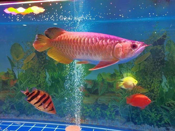 宜賓龍魚批發(fā)市場(宜賓龍魚批發(fā)市場分析) 行業(yè)新聞 第7張 宜賓龍魚批發(fā)市場(宜賓龍魚批發(fā)市場分析) 行業(yè)新聞 第7張