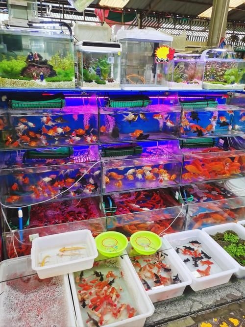 昆明觀賞魚批發(fā)市場(chǎng)