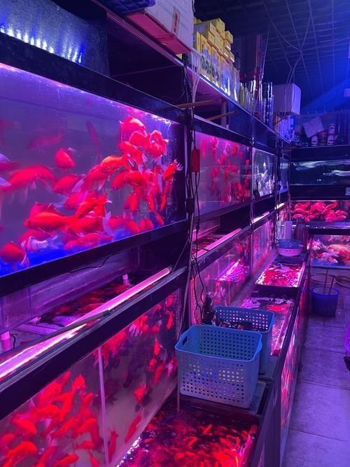 昆明觀賞魚批發(fā)市場 行業(yè)新聞 第2張 昆明觀賞魚批發(fā)市場 行業(yè)新聞 第2張