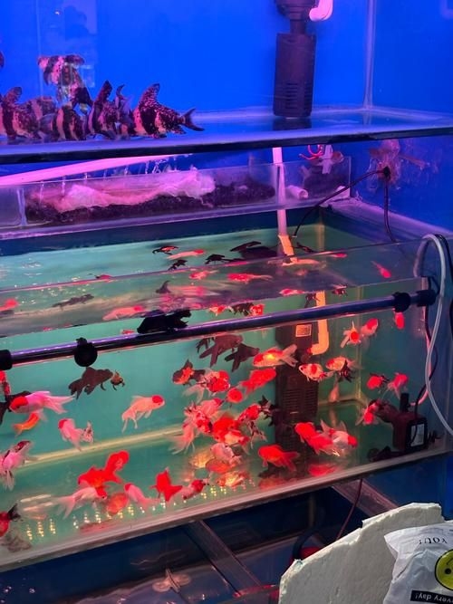 昆明觀賞魚批發(fā)市場 行業(yè)新聞 第5張 昆明觀賞魚批發(fā)市場 行業(yè)新聞 第5張