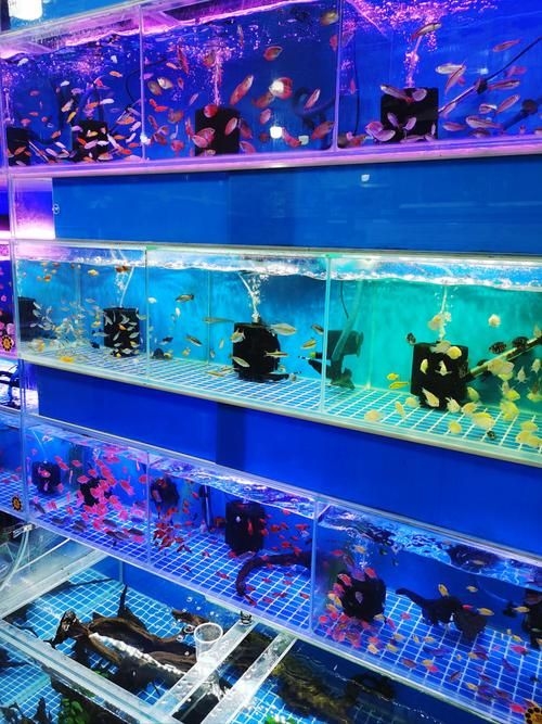 昆明觀賞魚批發(fā)市場 行業(yè)新聞 第6張 昆明觀賞魚批發(fā)市場 行業(yè)新聞 第6張