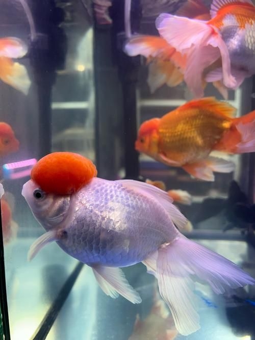 昆明觀賞魚批發(fā)市場 行業(yè)新聞 第17張 昆明觀賞魚批發(fā)市場 行業(yè)新聞 第17張