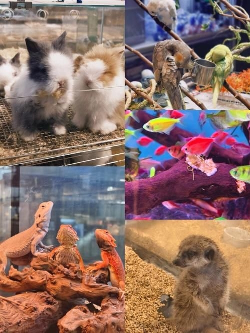 昆明觀賞魚批發(fā)市場 行業(yè)新聞 第18張 昆明觀賞魚批發(fā)市場 行業(yè)新聞 第18張