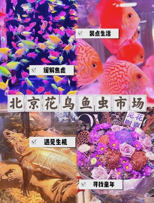 昆明觀賞魚批發(fā)市場 行業(yè)新聞 第21張 昆明觀賞魚批發(fā)市場 行業(yè)新聞 第21張