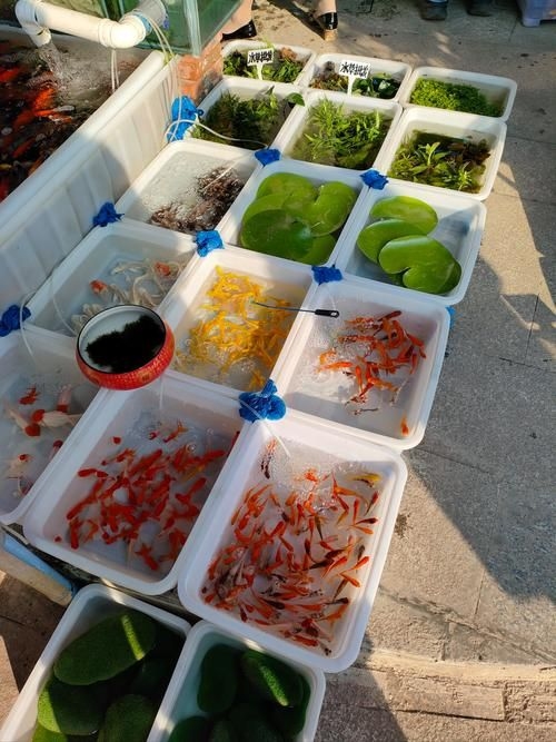 昆明觀賞魚批發(fā)市場 行業(yè)新聞 第22張 昆明觀賞魚批發(fā)市場 行業(yè)新聞 第22張