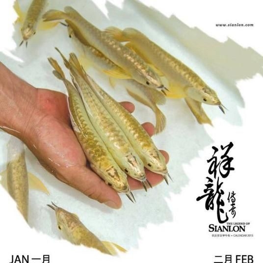 昆明觀賞魚批發(fā)市場 行業(yè)新聞 第24張 昆明觀賞魚批發(fā)市場 行業(yè)新聞 第24張