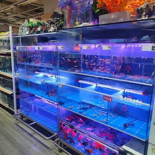 昆明觀賞魚批發(fā)市場 行業(yè)新聞 第23張