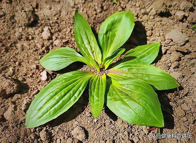 車前子可以長期食用嗎？（車前子可以長期食用嗎百度健康-去問診） 行業(yè)新聞 第3張