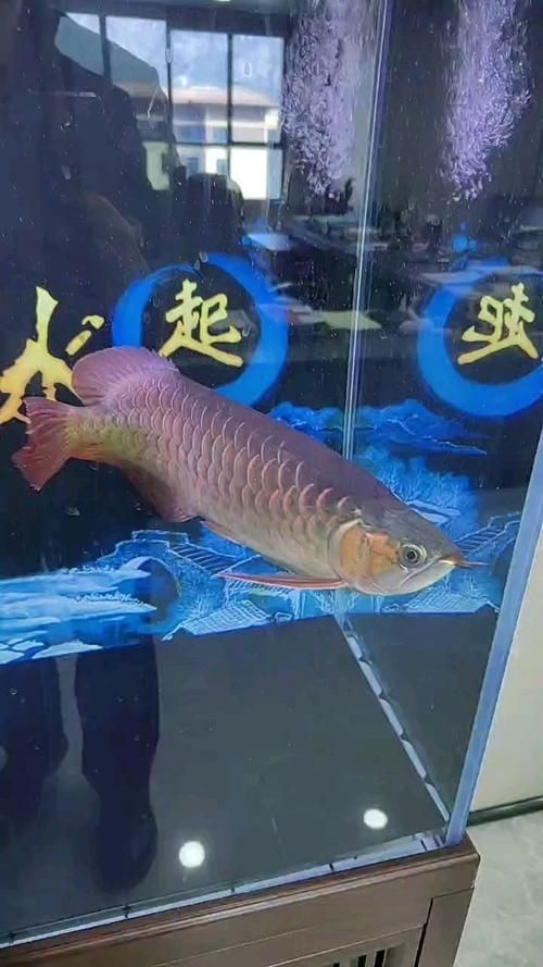 重慶觀賞魚批發(fā)市場（重慶觀賞魚批發(fā)市場-祥龍魚場） 行業(yè)新聞 第3張