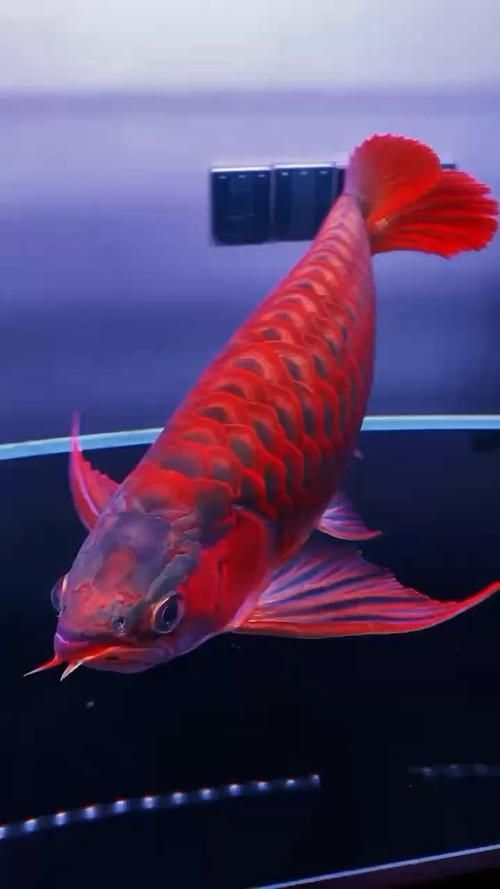 重慶觀賞魚批發(fā)市場（重慶觀賞魚批發(fā)市場-祥龍魚場） 行業(yè)新聞 第6張