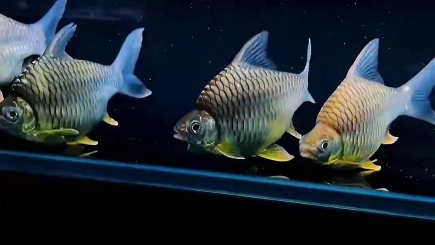 益陽魚缸批發(fā)市場 行業(yè)新聞 第8張