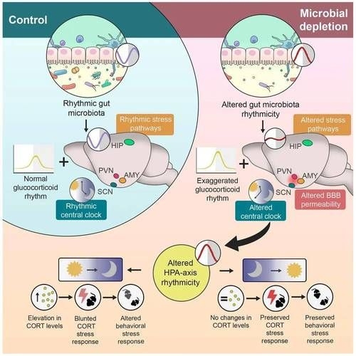 哪種補(bǔ)救方法副作用最??？ 行業(yè)新聞 第9張