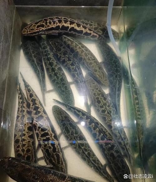 永州觀賞魚批發(fā)市場(chǎng)（永州觀賞魚開店賺錢嗎） 行業(yè)新聞 第6張