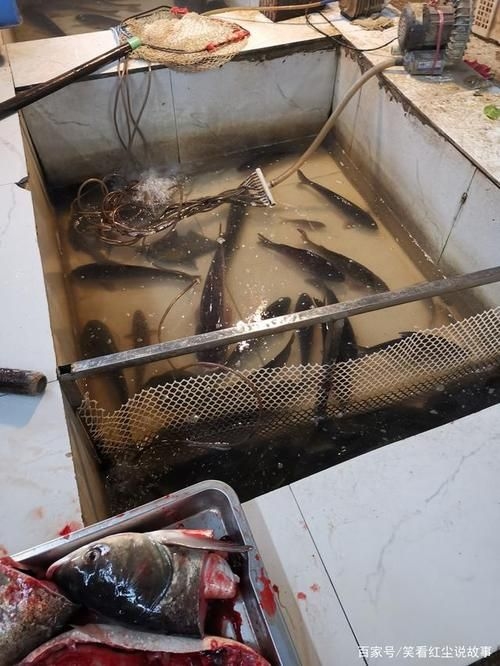 永州觀賞魚批發(fā)市場(chǎng)（永州觀賞魚開店賺錢嗎） 行業(yè)新聞 第8張