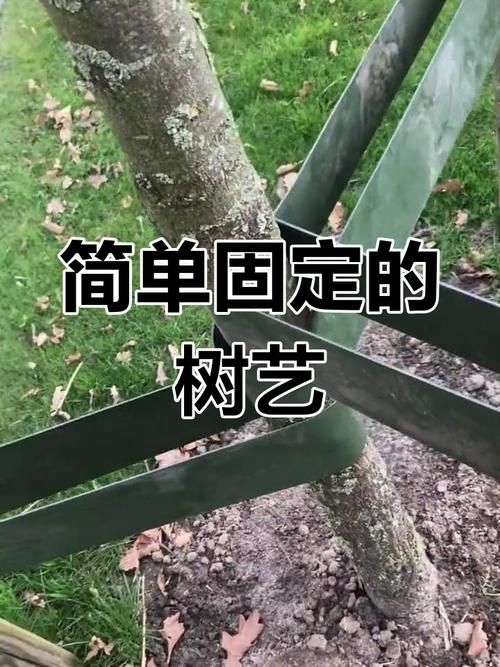 如何安裝樹木支撐桿？（如何安裝樹木支撐桿，用戶要求1000字詳解+配圖） 行業(yè)新聞 第2張