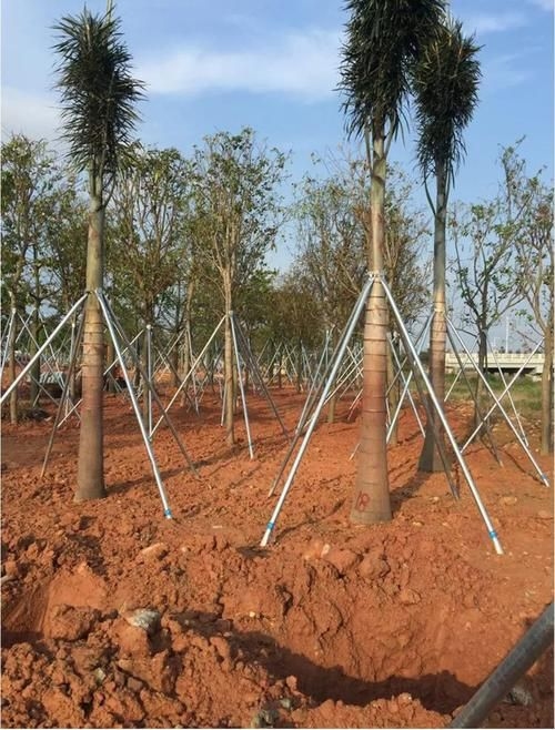 如何安裝樹木支撐桿？（如何安裝樹木支撐桿，用戶要求1000字詳解+配圖） 行業(yè)新聞 第5張