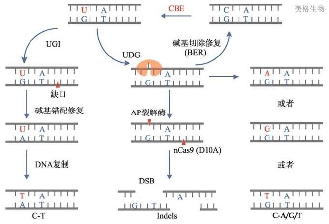 這些新技術(shù)中哪項最具創(chuàng)新性（2025-2026年全球權(quán)威機(jī)構(gòu)發(fā)布十大突破性技術(shù)） 行業(yè)新聞 第2張